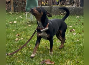 Toby  – kleiner Pinscher-Mix sucht aktive Herzensmenschen
