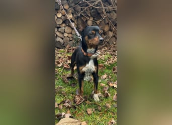 Toby  – kleiner Pinscher-Mix sucht aktive Herzensmenschen