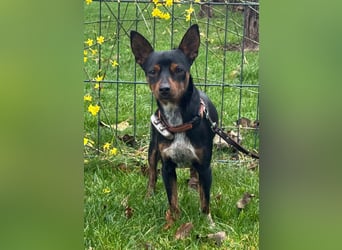 Toby  – kleiner Pinscher-Mix sucht aktive Herzensmenschen