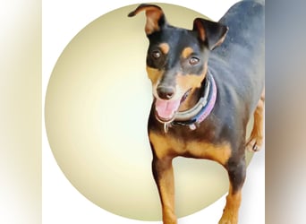 Rosquito, aufgeweckt und freundlich