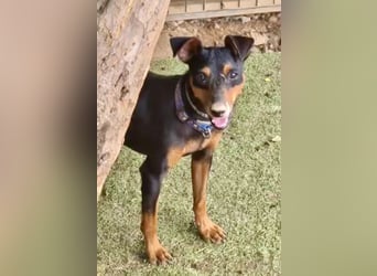 Rosquito, aufgeweckt und freundlich