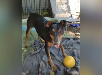 Rosquito, aufgeweckt und freundlich