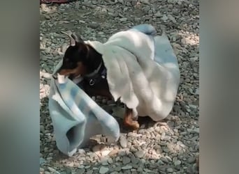 Rosquito, aufgeweckt und freundlich