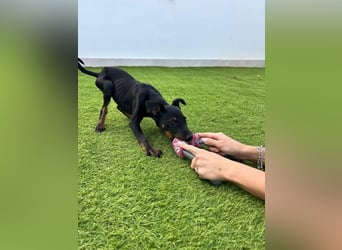 Pluto, freundlich offen und sozial