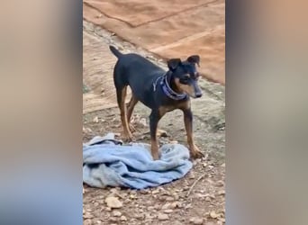 Rosquito, aufgeweckt und freundlich