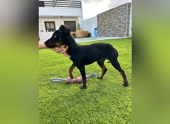 Pluto, freundlich offen und sozial