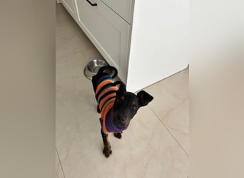 Pluto, aufmerksam und zuckersüß