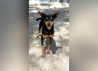 Raspa, muss noch Vertrauen fassen