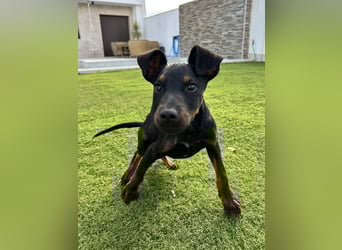 Pluto, aufmerksam und zuckersüß