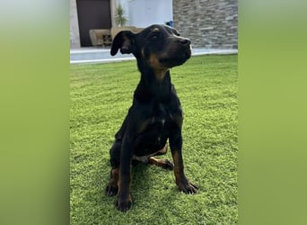 Pluto, freundlich offen und sozial