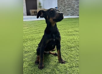 Pluto, aufmerksam und zuckersüß