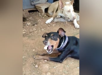 Rosquito, aufgeweckt und freundlich