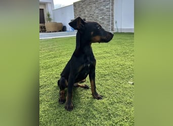 Pluto, freundlich offen und sozial