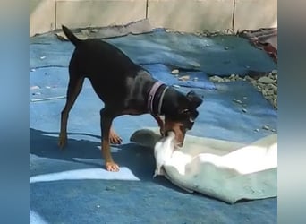 Rosquito, aufgeweckt und freundlich