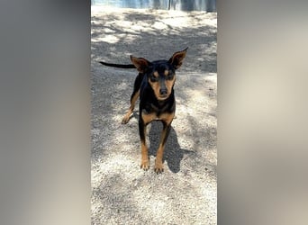 Raspa, muss noch Vertrauen fassen