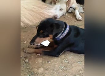 Rosquito, aufgeweckt und freundlich