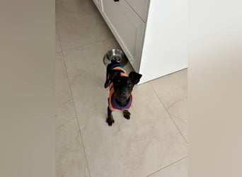 Pluto, aufmerksam und zuckersüß