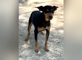 Raspa, muss noch Vertrauen fassen