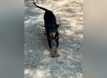 Raspa, muss noch Vertrauen fassen