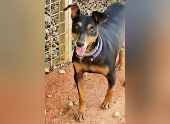 Rosquito, aufgeweckt und freundlich