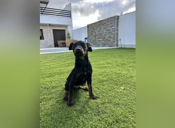 Pluto, freundlich offen und sozial