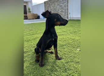 Pluto, aufmerksam und zuckersüß