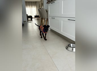 Pluto, aufmerksam und zuckersüß