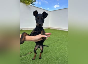 Pluto, freundlich offen und sozial