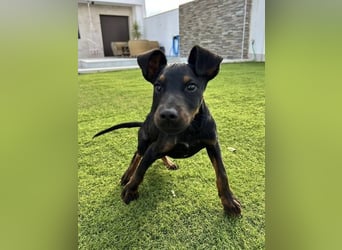 Pluto, freundlich offen und sozial