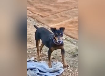 Rosquito, aufgeweckt und freundlich