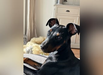 Henry - kleiner Pinscher-Rüde mit großem Herz und klugem Köpfchen sucht aktive Menschen