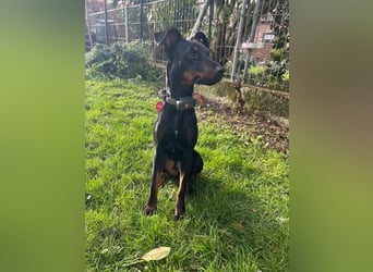 Henry - kleiner Pinscher-Rüde mit großem Herz und klugem Köpfchen sucht aktive Menschen