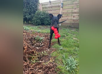 Henry - kleiner Pinscher-Rüde mit großem Herz und klugem Köpfchen sucht aktive Menschen