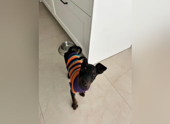 Pluto - kleiner Pinscher-Rüde mit großem Herz und klugem Köpfchen sucht aktive Menschen