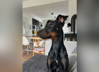 Henry - kleiner Pinscher-Rüde mit großem Herz und klugem Köpfchen sucht aktive Menschen