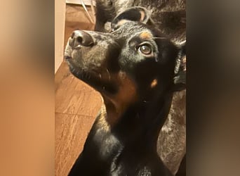 Henry - kleiner Pinscher-Rüde mit großem Herz und klugem Köpfchen sucht aktive Menschen