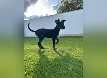 Pluto - kleiner Pinscher-Rüde mit großem Herz und klugem Köpfchen sucht aktive Menschen