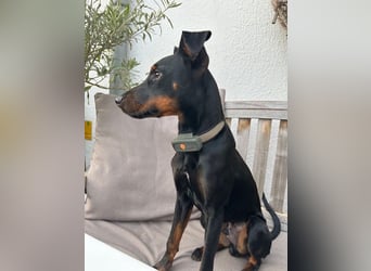 Henry - kleiner Pinscher-Rüde mit großem Herz und klugem Köpfchen sucht aktive Menschen
