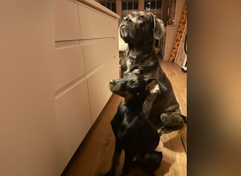 Henry - kleiner Pinscher-Rüde mit großem Herz und klugem Köpfchen sucht aktive Menschen