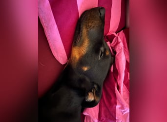 Henry - kleiner Pinscher-Rüde mit großem Herz und klugem Köpfchen sucht aktive Menschen