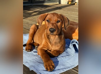 Deutscher Pinscher Welpen aus dem Haus ,,Cava Land" FCI Zucht