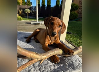 Deutscher Pinscher Welpen aus dem Haus ,,Cava Land" FCI Zucht