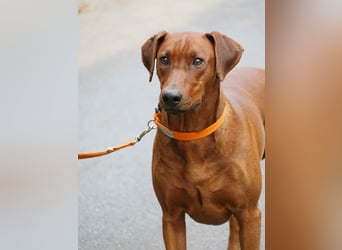 Deutscher Pinscher Welpen aus dem Haus ,,Cava Land" FCI Zucht