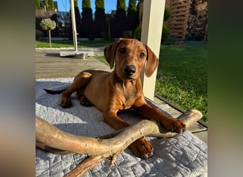 Deutscher Pinscher Welpen aus dem Haus ,,Cava Land" FCI Zucht