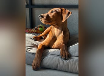 Deutscher Pinscher Welpen aus dem Haus ,,Cava Land" FCI Zucht