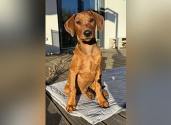 Deutscher Pinscher Welpen aus dem Haus ,,Cava Land" FCI Zucht