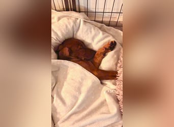 Deutscher Pinscher Welpen aus dem Haus ,,Cava Land" FCI Zucht