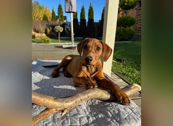 Deutscher Pinscher Welpen aus dem Haus ,,Cava Land" FCI Zucht