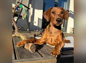 Deutscher Pinscher Welpen aus dem Haus ,,Cava Land" FCI Zucht