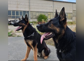 Dt. Dt. Schäferhundwelpen aus 100% DDR-Blutlinien mit roten SV/VDH Papieren.